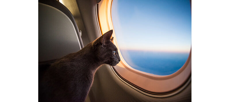 Preparing To Travel With Pets